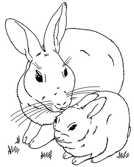 Realistic Rabbit Colouring Page