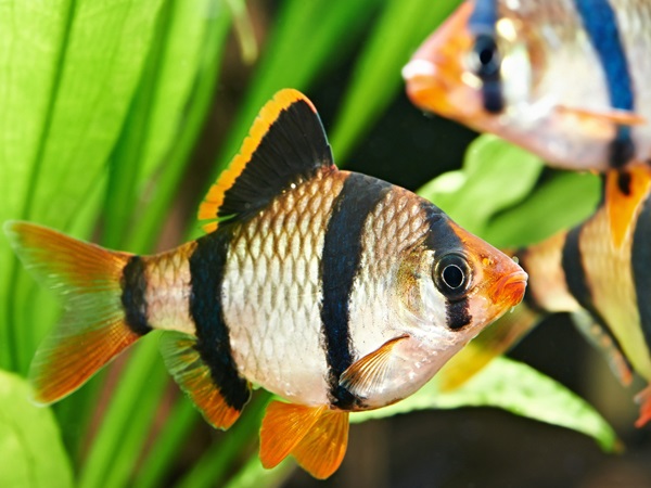 Different Aquarium Fishes-Tiger Barb