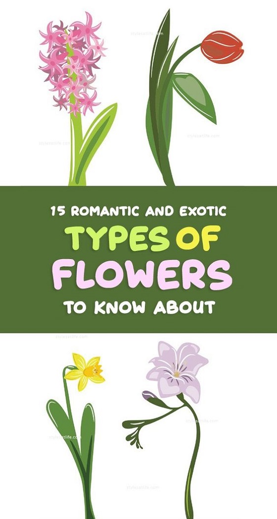 Types Of Flowers Names With Pictures