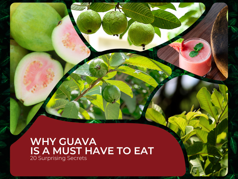 Why Guava Is A Must Have To Eat