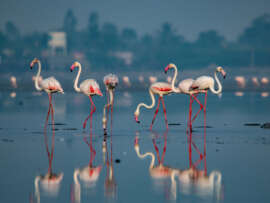 Top 15 Famous Bird Sanctuaries In India Are A Must Visit