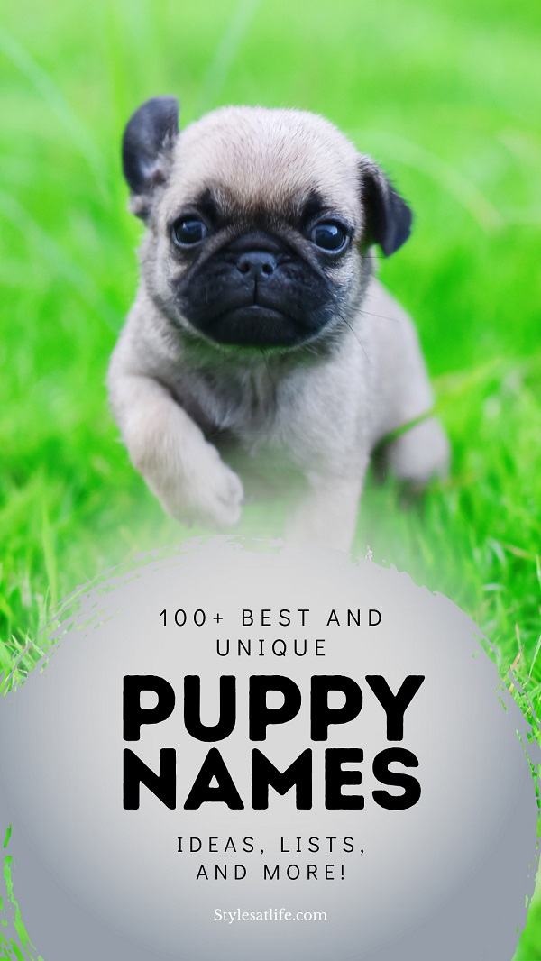 Best And Unique Puppy Name Ideas