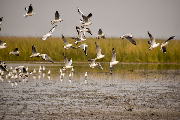 Nal Sarovar Bird Sanctuary