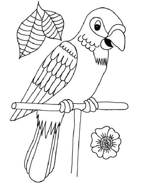 Parrot colouring page