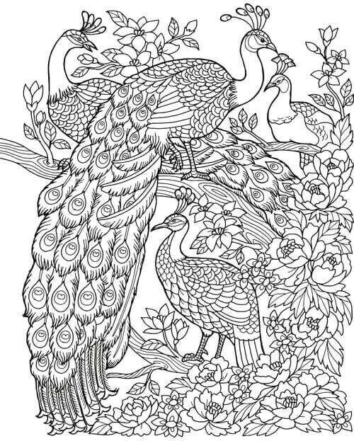 11. Peacock coloring image