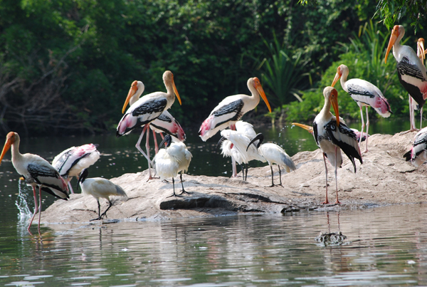 Ranganthittu Bird Sanctuary