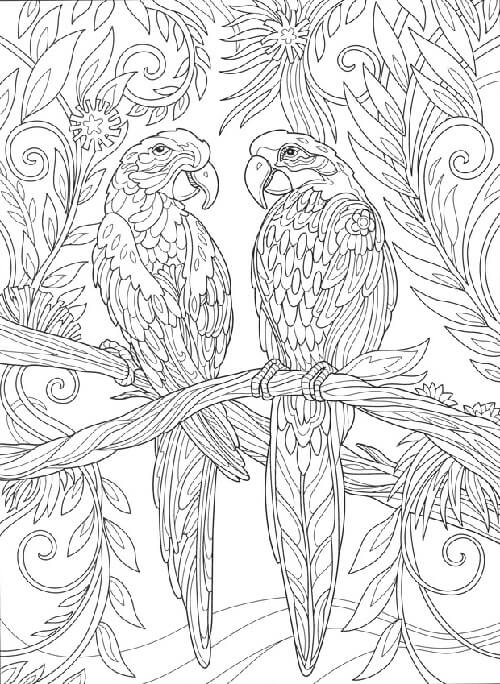 Bird colouring for adults