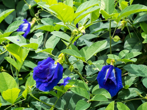 Aparajita Flower Benefits