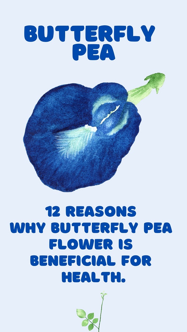 Blue Pea Flower Benefits