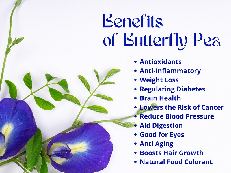 Butterfly Pea Flower Benefits