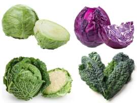 Types of Cabbage: Top 10 Patta Gobhee Varieties and Crunchy Facts
