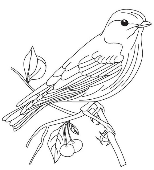 Sparrow colouring page