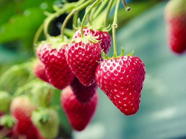 Allstar strawberries
