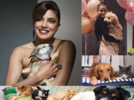Celebrity Pets: 30 Famous Celeb Dogs and Cats Names 2024
