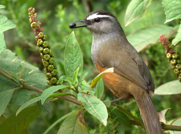 Pakshipathalam Bird Sanctuary Wayanad