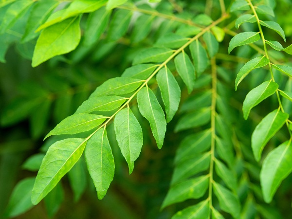 Benefits Of Eating Curry Leaves