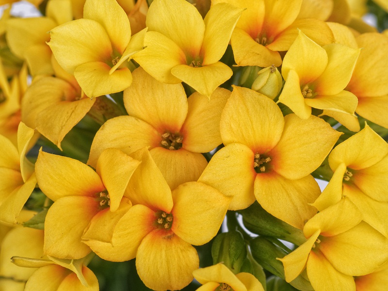 Beautiful Yellow Flowers For Garden