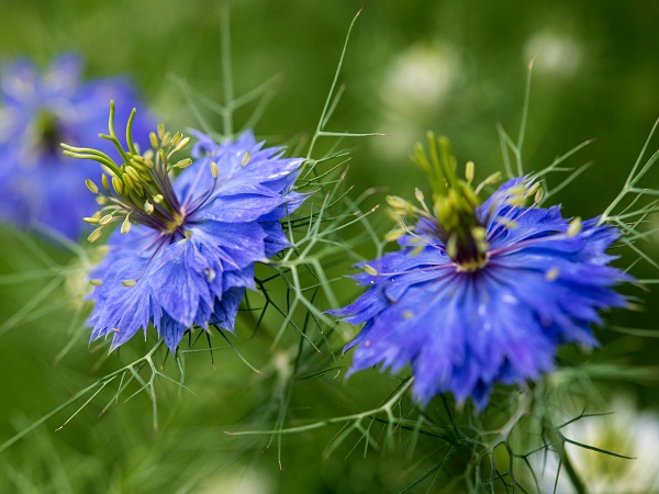 Blue Cornflower plant in home garden