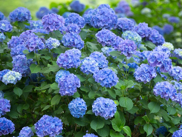 Blue hydrangea is a flowering plant