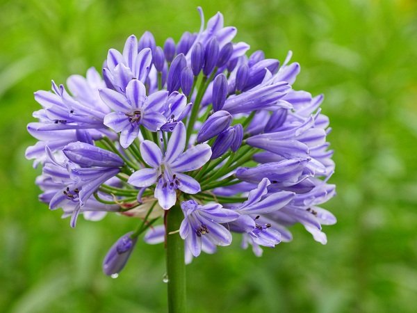 Blue lily is one of the world's popular home garden plant