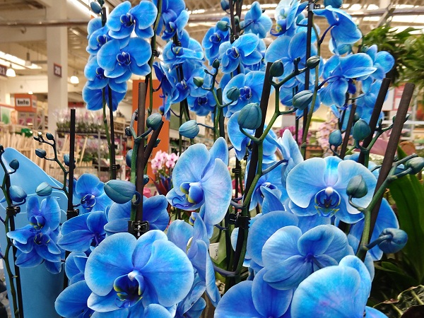 Blue orchid flowering plants for home garden