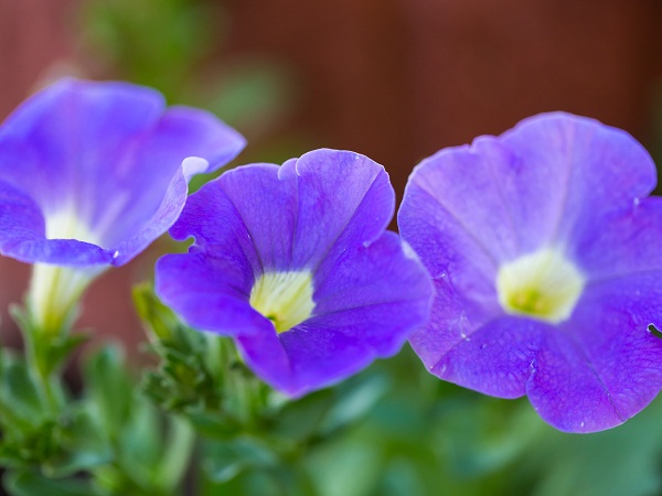 Blue Petunia Flower plant