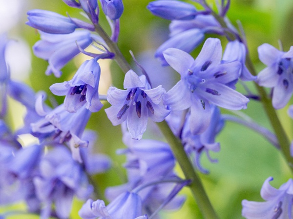Bluebell Flower plants