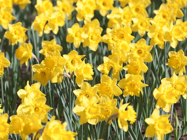 Daffodils Flower