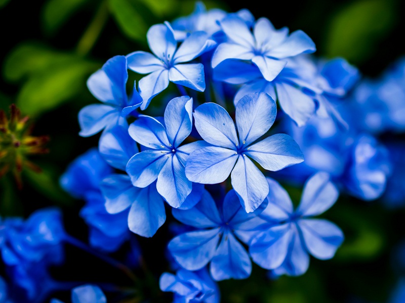 Most Beautiful Blue Flowering Plants