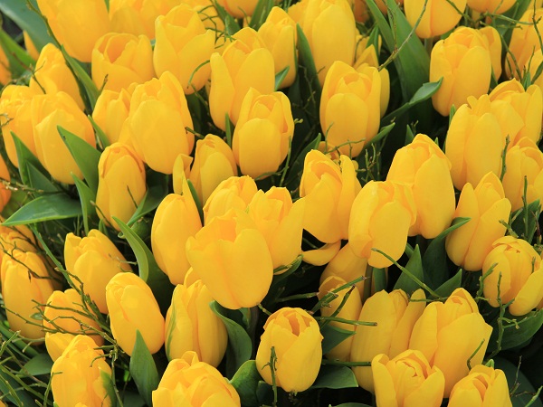 Tulip Yellow Flower