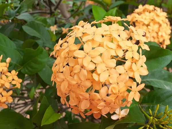 Yellow West Indian Jasmine Flower
