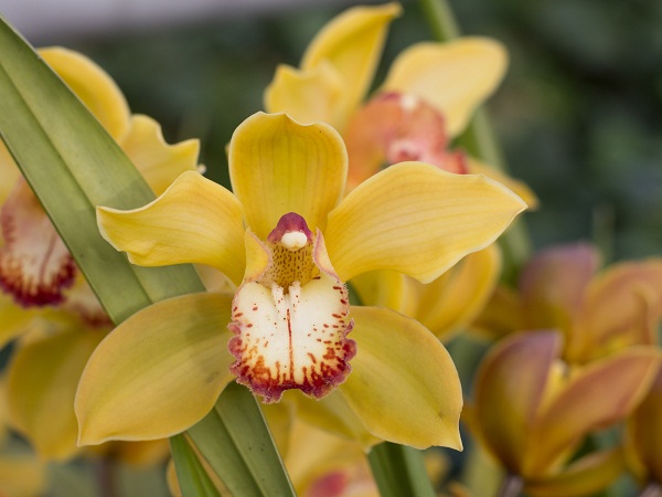 Yellow Orchids Flower