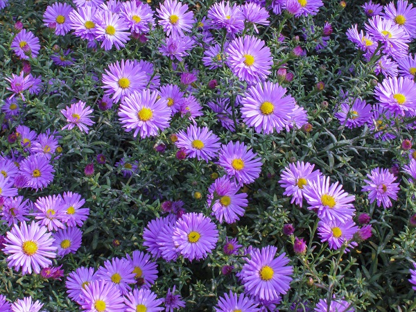 Blue Aster flowers are popular with home gardeners