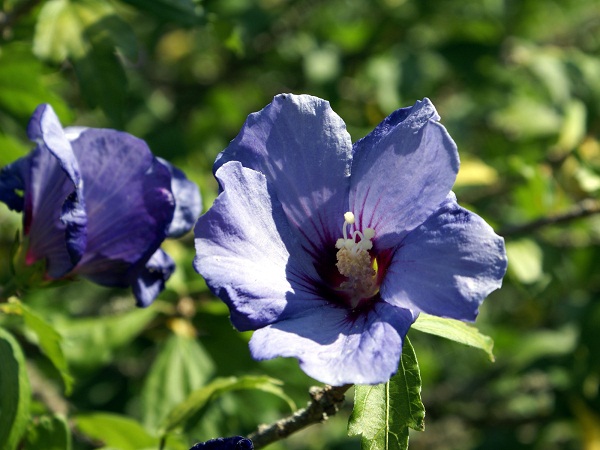 Blue Hibiscus flowering plant