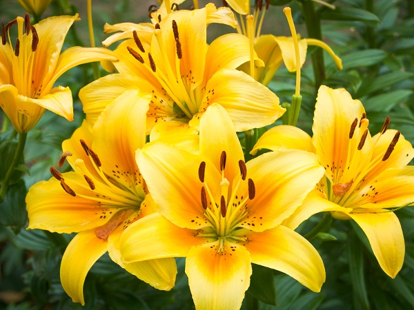 Yellow Daylily Flower