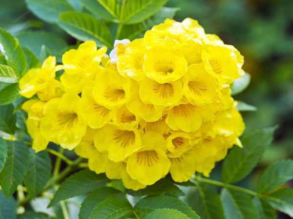 Yellow Elder Flower