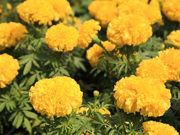 Yellow Marigold Flowers