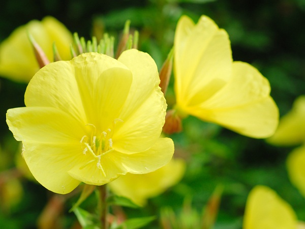 Yellow Primrose Flowers