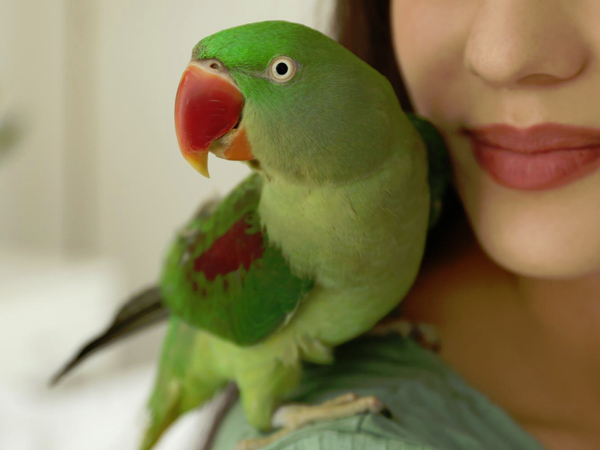 green parrot types 