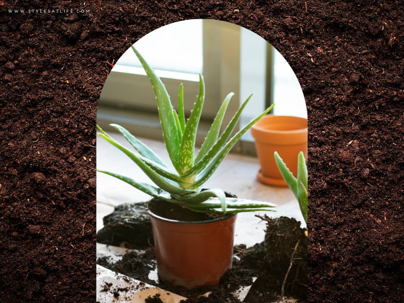 Aloe Vera Plant To Give As Gift