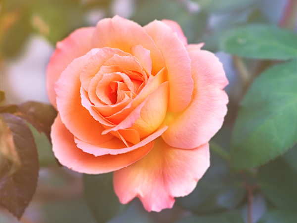 Apricot Pink Rose