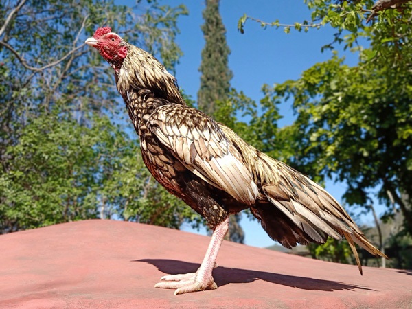 Aseel Chicken Breed