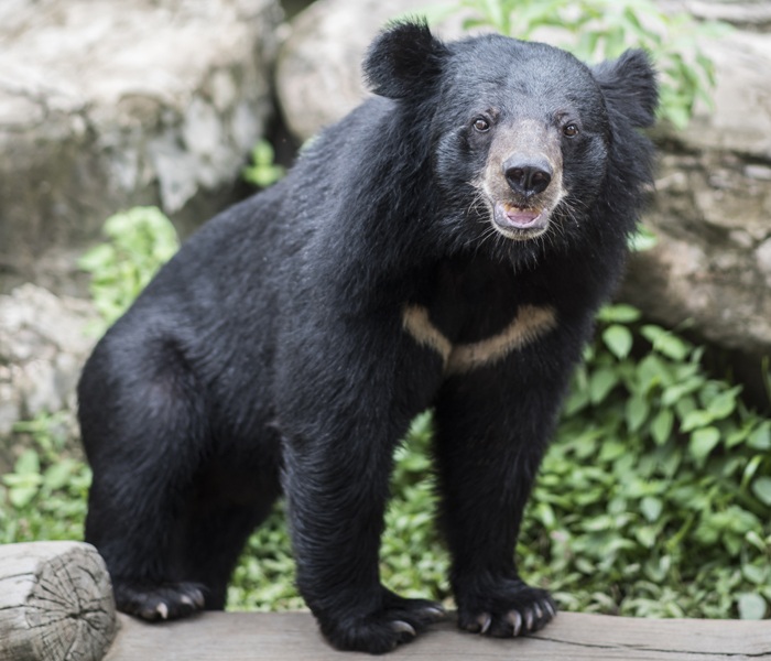 Asian Black Bear Species