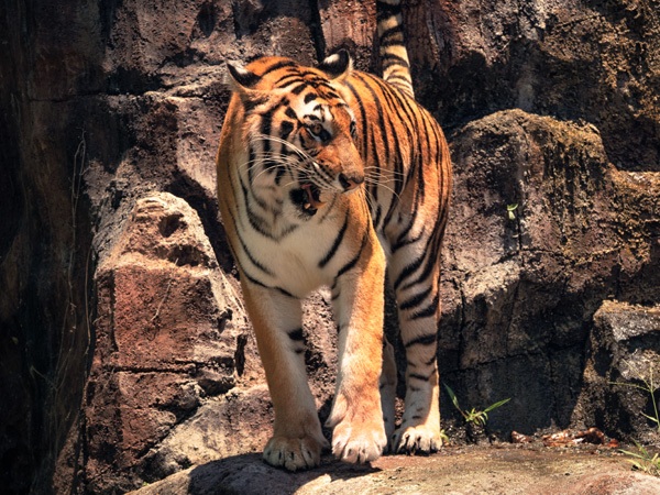 Bali Tigers