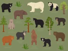 Types of Bears: 8 Different Bear Species with Their Information