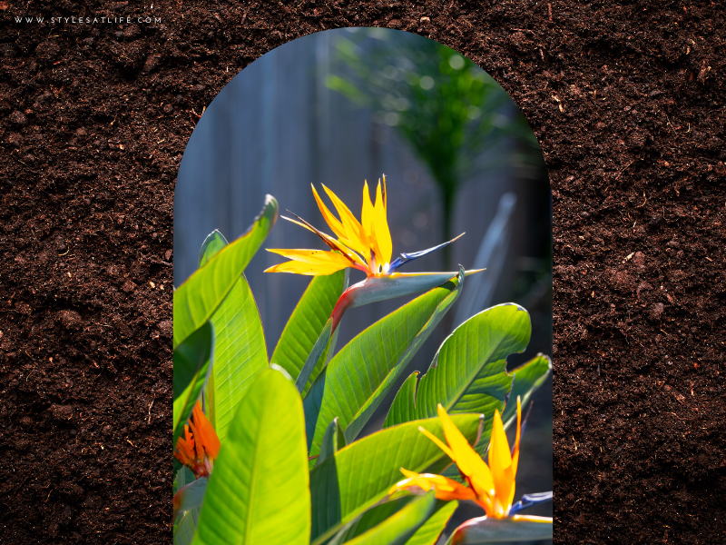 Bird Of Paradise Plant To Give As Gift
