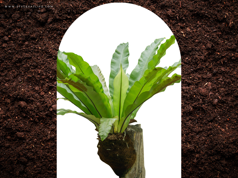Birds Nest Fern Plant To Give As Gift