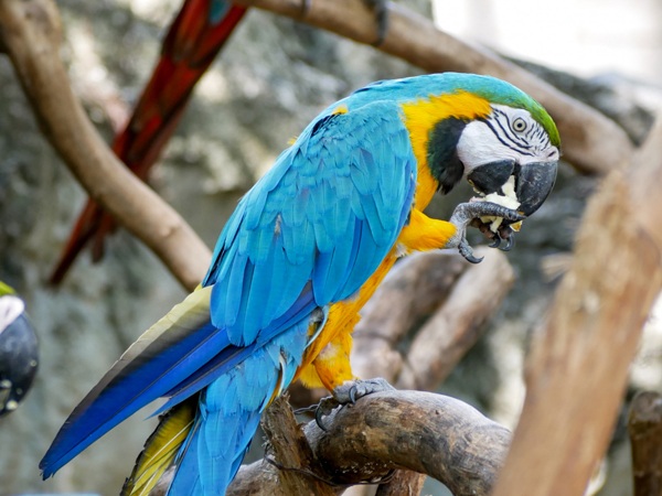 types of parrot species 