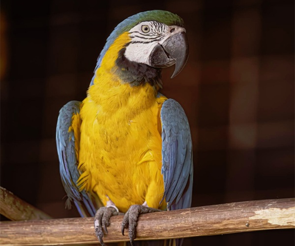 parrot varieties