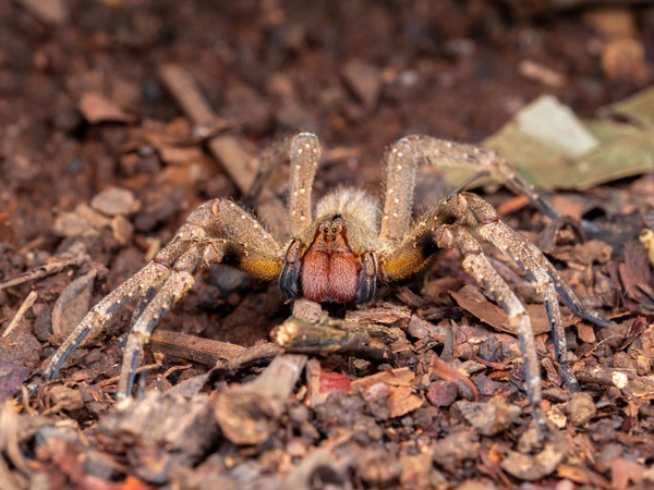 Brazillian Wandering Spider